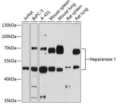 Western Blot: Heparanase/HPSE AntibodyAzide and BSA Free [NBP3-03846]