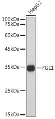 Western Blot: Hepassocin/FGL1 Antibody (5M3E6) [NBP3-16003]