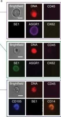 Immunocytochemistry/ Immunofluorescence: Hepatic Sinusoidal Endothelial Cells Antibody (SE-1) - Azide and BSA Free [NBP2-80759]