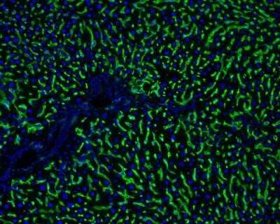 Immunohistochemistry: Hepatic Sinusoidal Endothelial Cells Antibody (SE-1) - Azide and BSA Free [NBP2-80759]