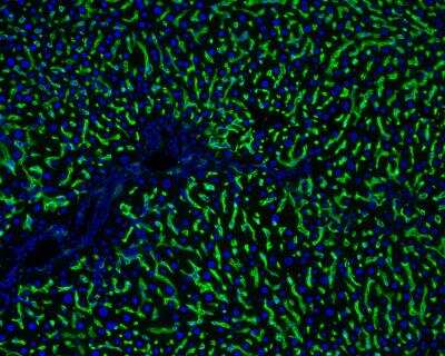 Immunohistochemistry-Frozen: Hepatic Sinusoidal Endothelial Cells Antibody (SE-1) [NB110-68095]