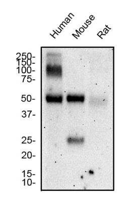 Western Blot: Hepatic Sinusoidal Endothelial Cells Antibody (SE-1) [NB110-68095]