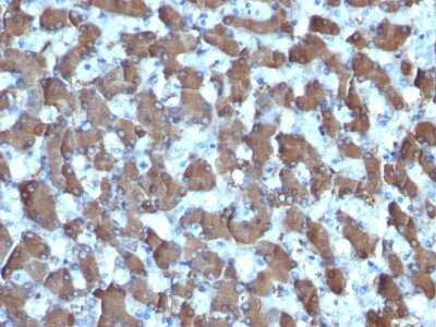 Immunohistochemistry-Paraffin: Hepatocyte Specific Antigen Antibody (HepPar1) - Azide and BSA Free [NBP3-08970]