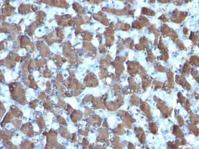 Immunohistochemistry-Paraffin: Hepatocyte Specific Antigen Antibody (HepPar1) - IHC-Prediluted [NBP2-48068]