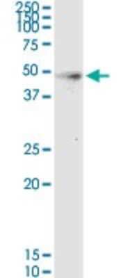 Western Blot: Hepsin Antibody (2D5) [H00003249-M02]