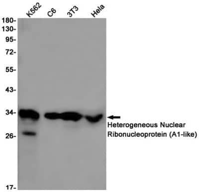 Western Blot: Heterogeneous Nuclear Ribonucleoprotein (A1-like) Antibody (S05-8G1) [NBP3-19959]