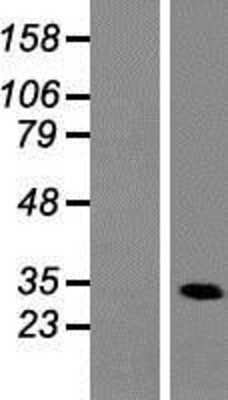 Western Blot: Heterogeneous Nuclear Ribonucleoprotein (A1-like) Overexpression Lysate [NBP2-11003]