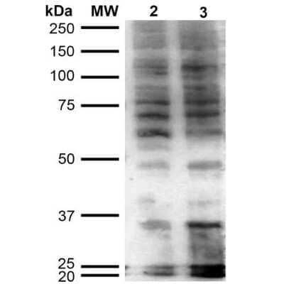 Western Blot: Hexanoyl-Lysine adduct Antibody (5D9) [NBP2-59362]
