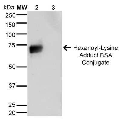 Western Blot: Hexanoyl-Lysine adduct Antibody (5E8) [NBP2-59363]