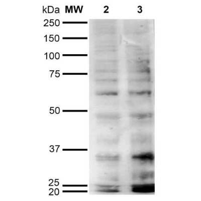 Western Blot: Hexanoyl-Lysine adduct Antibody (5E8) [NBP2-59363]