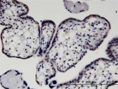 Immunohistochemistry-Paraffin: Hexim 1 Antibody (4G4) [H00010614-M01]