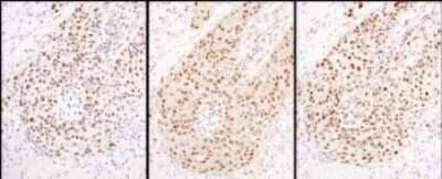 Immunohistochemistry: Hexim 1 Antibody [NBP1-71867]
