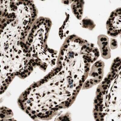 Immunohistochemistry-Paraffin: Hexim 1 Antibody [NBP1-85559]