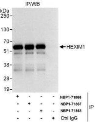 Immunoprecipitation: Hexim 1 Antibody [NBP1-71866]