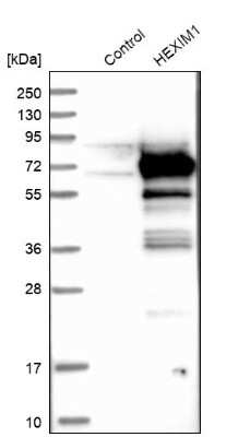 Western Blot: Hexim 1 Antibody [NBP1-85559]