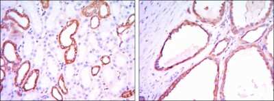 Immunohistochemistry-Paraffin: Hexokinase 1 Antibody (3A10) - BSA Free [NBP1-51644]