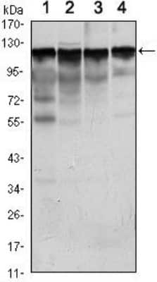 Western Blot: Hexokinase 1 Antibody (3A10)BSA Free [NBP1-51644]