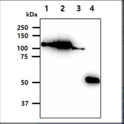 Western Blot: Hexokinase 1 Antibody (4D7)BSA Free [NBP1-04295]