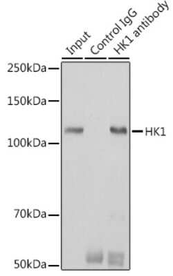 Immunoprecipitation: Hexokinase 1 Antibody (6B7Q2) [NBP3-15274]