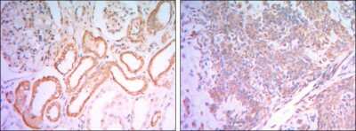 Immunohistochemistry-Paraffin: Hexokinase 1 Antibody (7A7) - BSA Free [NBP1-51639]