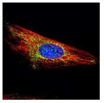 Immunocytochemistry/ Immunofluorescence: Hexokinase 1 Antibody [NBP1-31600]