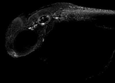 Immunohistochemistry Whole-Mount: Hexokinase 1 Antibody [NBP1-31600]
