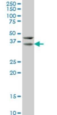 Western Blot: Hey L Antibody (1F6) [H00026508-M07]