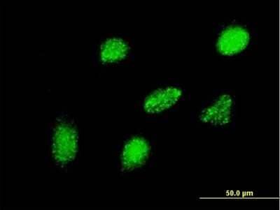 Immunocytochemistry/ Immunofluorescence: Hey L Antibody (2B4) [H00026508-M11]