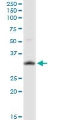 Western Blot: Hey L Antibody (3D3) [H00026508-M12]