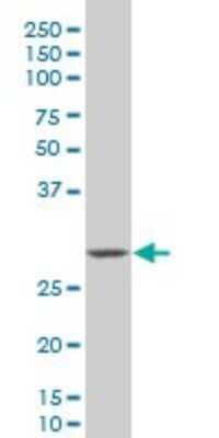 Western Blot: Hey L Antibody (3D3) [H00026508-M12]