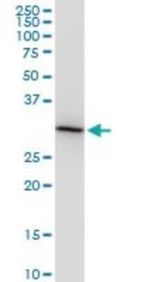 Western Blot: Hey L Antibody (3D3) [H00026508-M12]