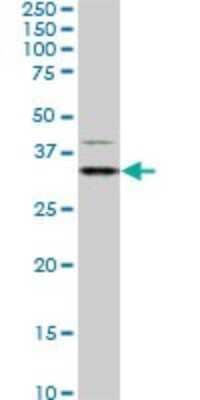 Western Blot: Hey L Antibody (4A11) [H00026508-M02]