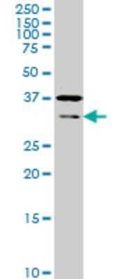 Western Blot: Hey L Antibody (4A11) [H00026508-M02]