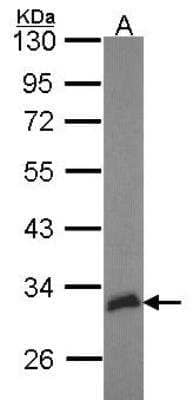 Western Blot: Hey L Antibody [NBP2-16817]