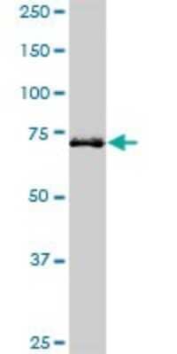 Western Blot: Hip Antibody (5D11) [H00064399-M01]