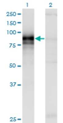 Western Blot: Hip Antibody (5D11) [H00064399-M01]