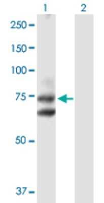 Western Blot: Hip Antibody [H00064399-D01P]