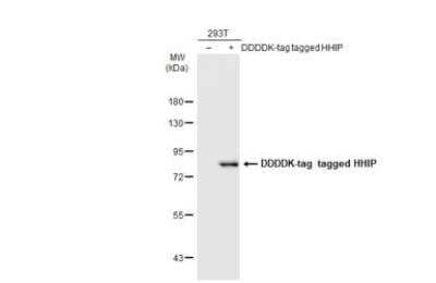 Western Blot: Hip Antibody [NBP2-16821]