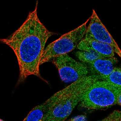 Immunocytochemistry/ Immunofluorescence: Hippocalcin like 4 Antibody [NBP2-56085]