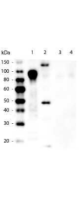 Western Blot: His Tag Antibody (33D10.D2.G8) [NBP1-42781]