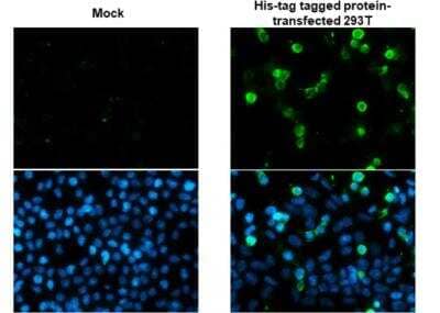 Immunocytochemistry/ Immunofluorescence: His Tag Antibody (359) [NBP2-43536]