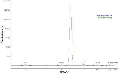 Simple Western: His Tag Antibody (359) [NBP2-43536]