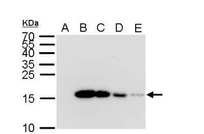 Western Blot: His Tag Antibody (359) [NBP2-43536]