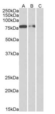 Western Blot: His Tag Antibody (3D5)ChimericAzide and BSA Free [NBP2-52637]