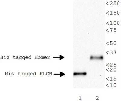 Western Blot: His Tag Antibody (AD1.1.10)Azide and BSA Free [NBP2-80768]