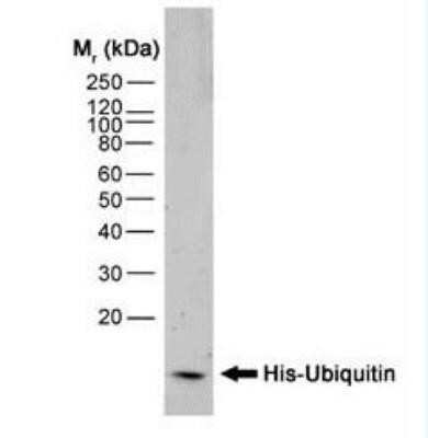 Western Blot: His Tag Antibody (AD1.1.10)Azide and BSA Free [NBP2-80768]