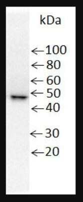 Western Blot: His Tag Antibody (AD1.1.10)Azide and BSA Free [NBP2-80768]