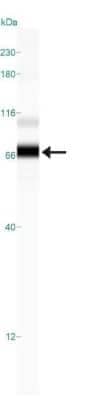 Simple Western: His Tag Antibody (AD1.1.10)Non-Recombinant Monoclonal [NB100-64768]