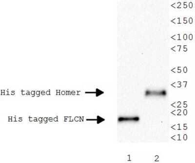 Western Blot: His Tag Antibody (AD1.1.10)Non-Recombinant Monoclonal [NB100-64768]