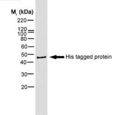 Western Blot: His Tag Antibody (AD1.1.10)Non-Recombinant Monoclonal [NB100-64768]